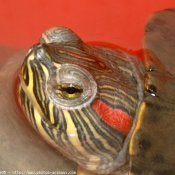 Photo de Tortue