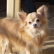 Photo de Chihuahua  poil court