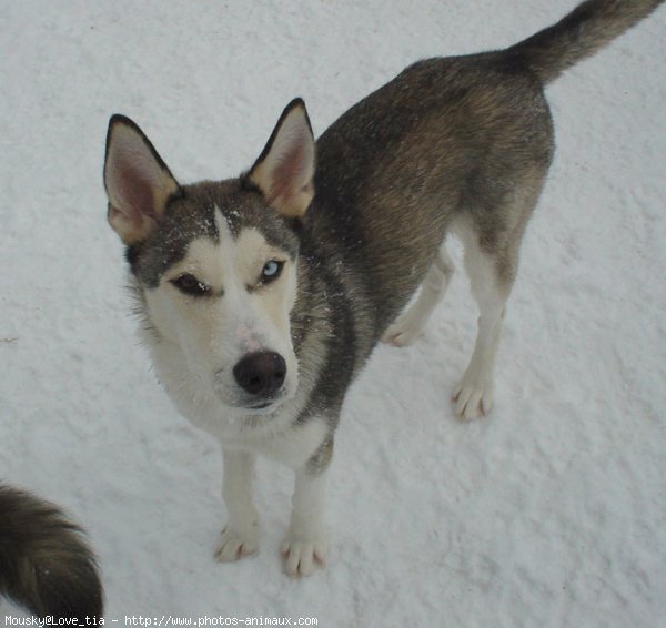 Photo de Husky siberien