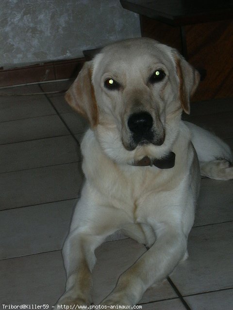 Photo de Labrador retriever