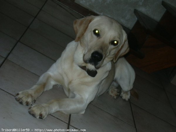 Photo de Labrador retriever