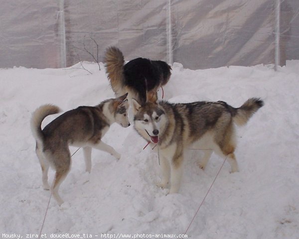 Photo de Races diffrentes