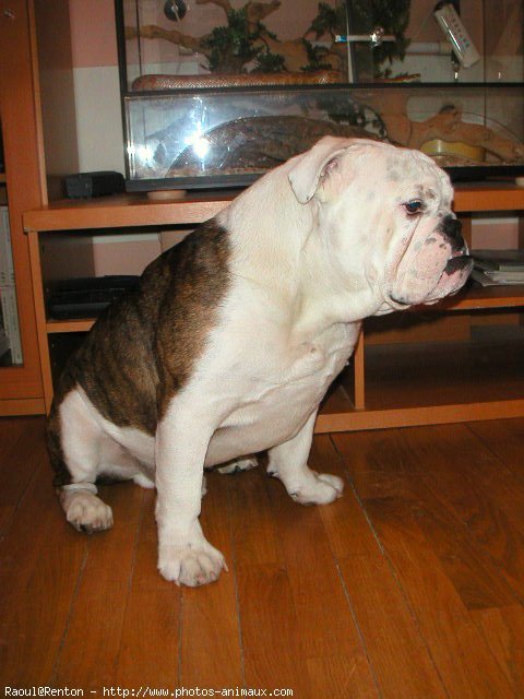 Photo de Bulldog