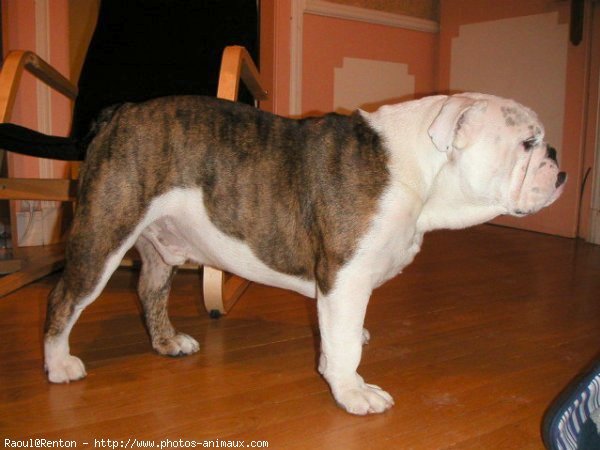 Photo de Bulldog