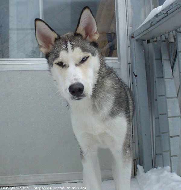 Photo de Husky siberien