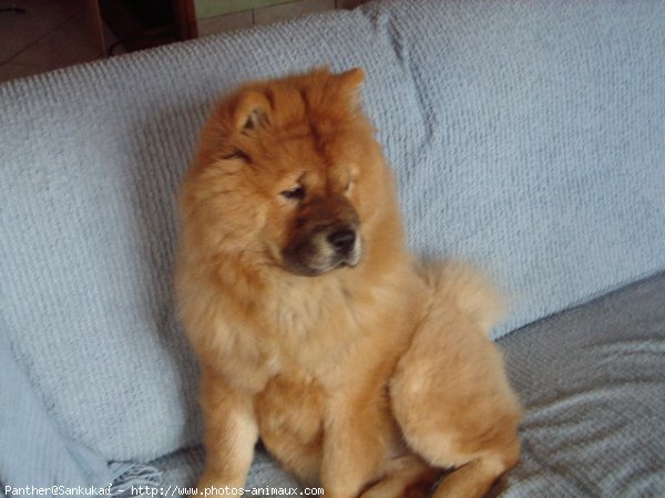 Photo de Chow chow