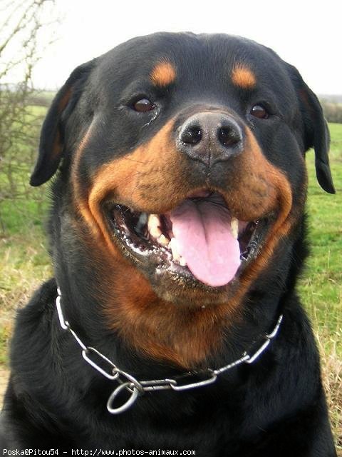 Photo de Rottweiler