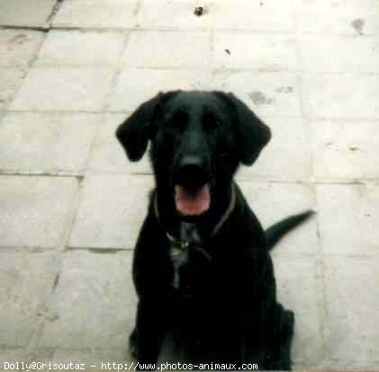 Photo de Labrador retriever