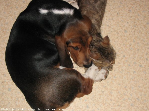 Photo de Basset hound