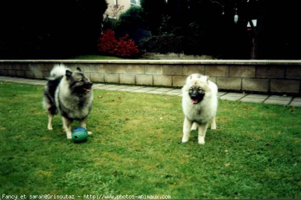 Photo de Spitz moyen