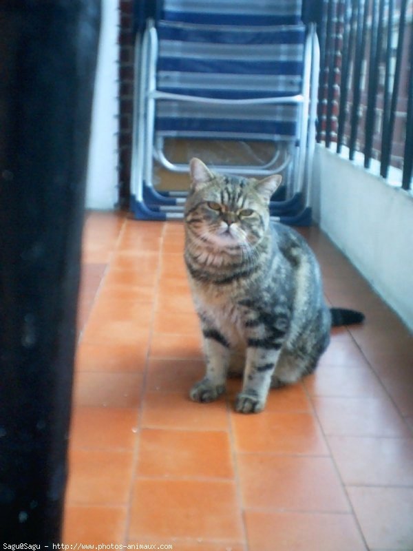 Photo de British shorthair