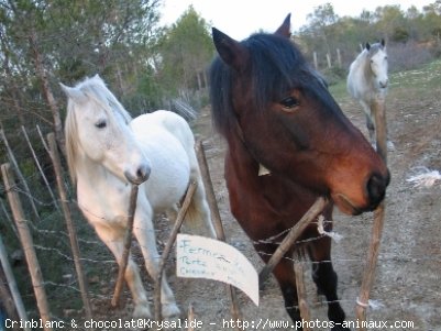 Photo de Camargue