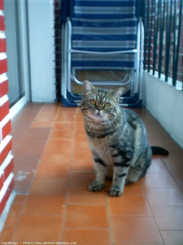 Photo de British shorthair