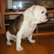 Photo de Bulldog