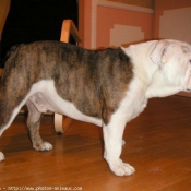 Photo de Bulldog