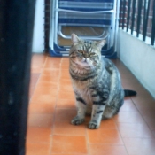 Photo de British shorthair