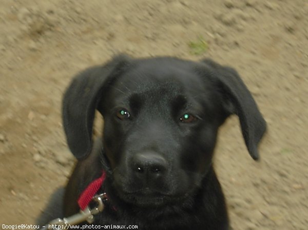 Photo de Labrador retriever