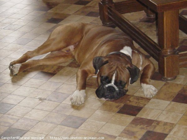 Photo de Boxer