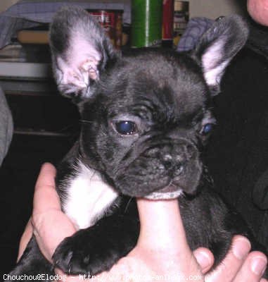 Photo de Bouledogue franais