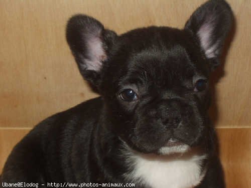 Photo de Bouledogue franais