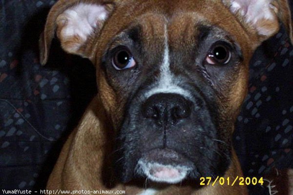 Photo de Boxer