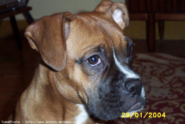 Photo de Boxer