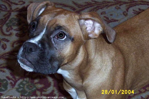 Photo de Boxer