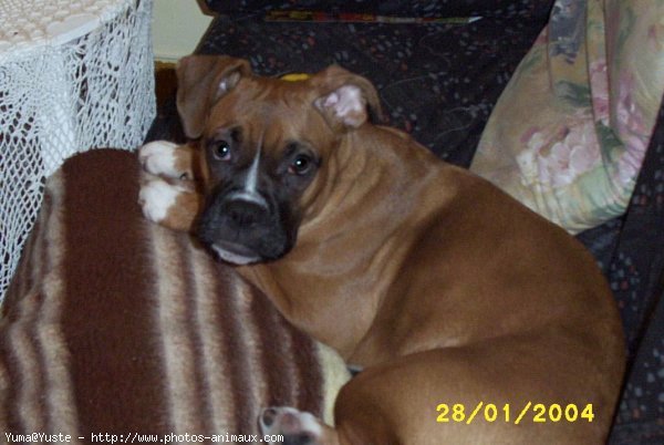 Photo de Boxer