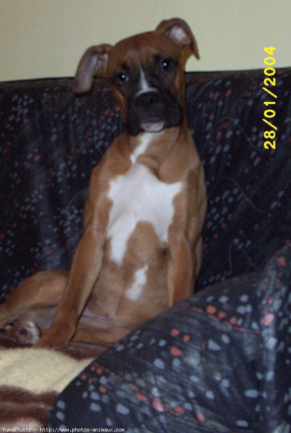 Photo de Boxer