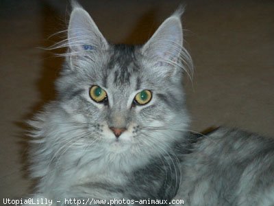 Photo de Maine coon