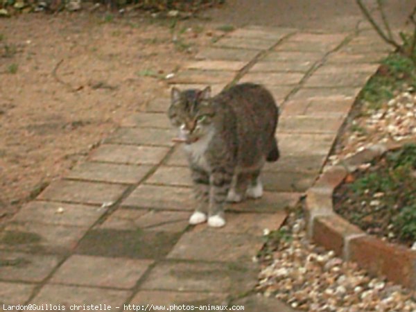 Photo de Chat domestique