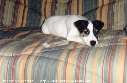 Photo de Jack russell terrier