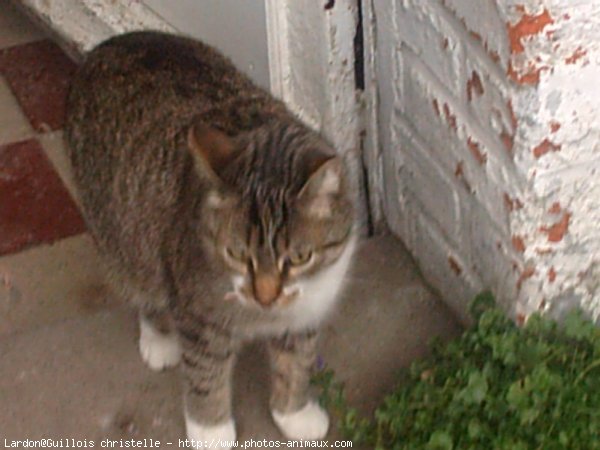 Photo de Chat domestique