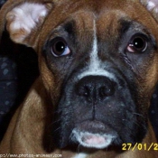 Photo de Boxer