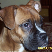 Photo de Boxer