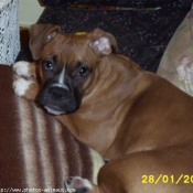 Photo de Boxer