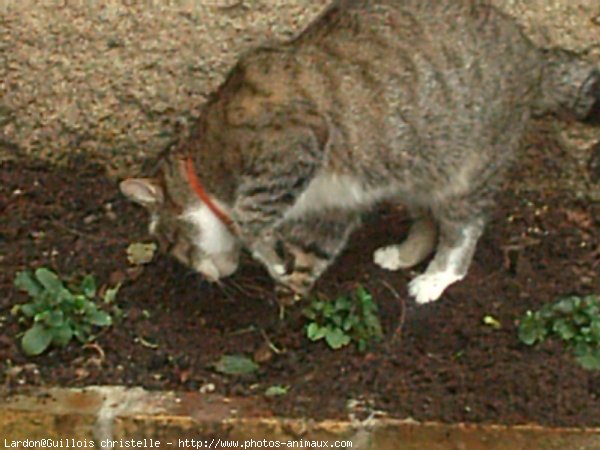 Photo de Chat domestique