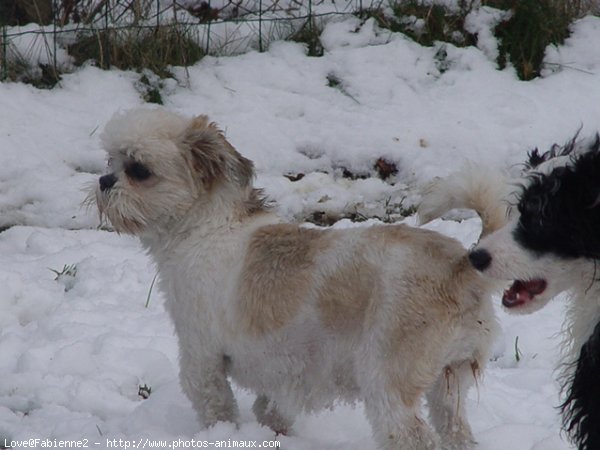 Photo de Shih tzu