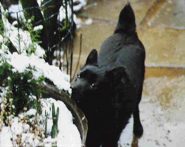 Photo de Schipperke