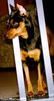 Photo de Pinscher nain