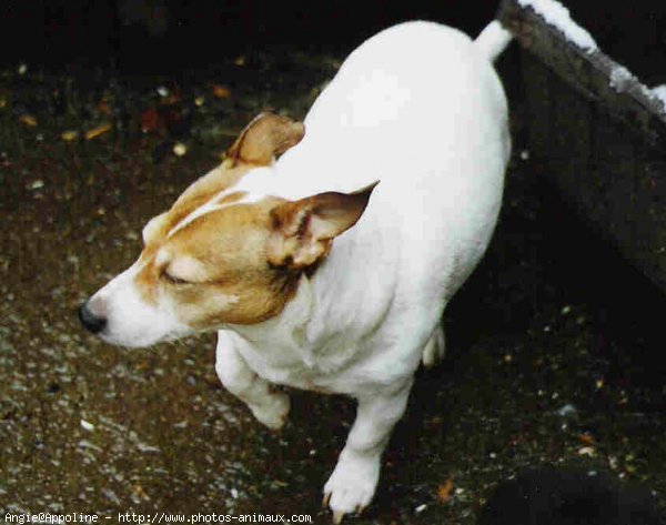 Photo de Jack russell terrier