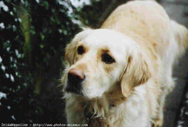 Photo de Golden retriever