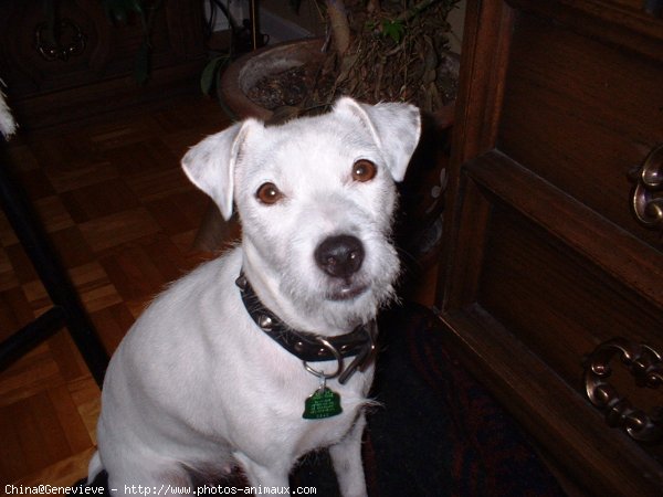 Photo de Jack russell terrier