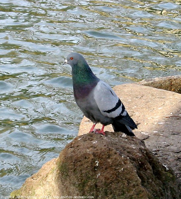 Photo de Pigeon