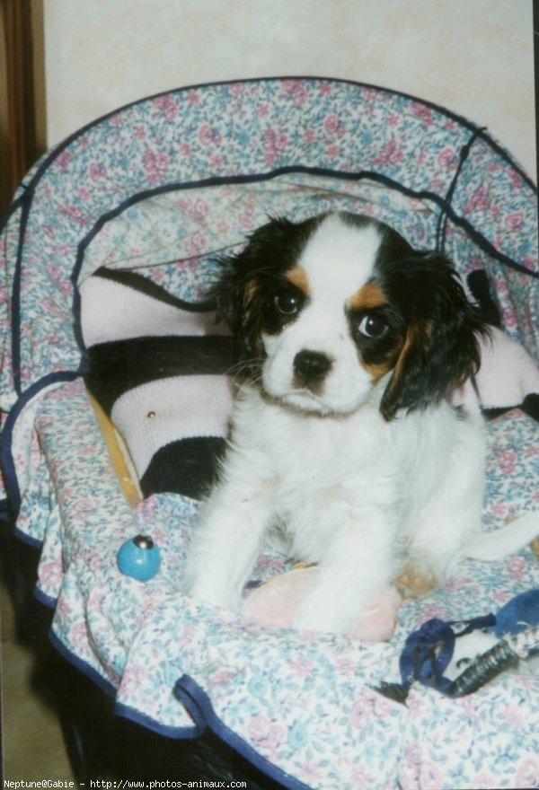 Photo de Cavalier king charles spaniel