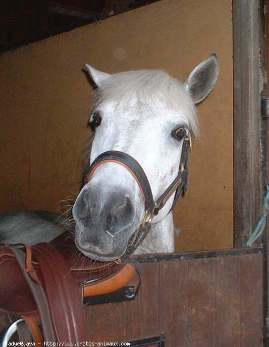 Photo de Poney franais de selle