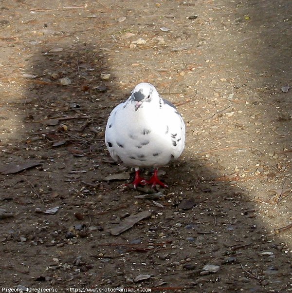 Photo de Pigeon