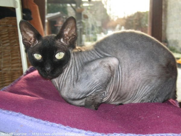 Photo de Sphynx