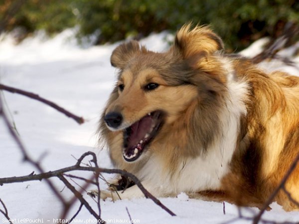 Photo de Chien de berger des shetland