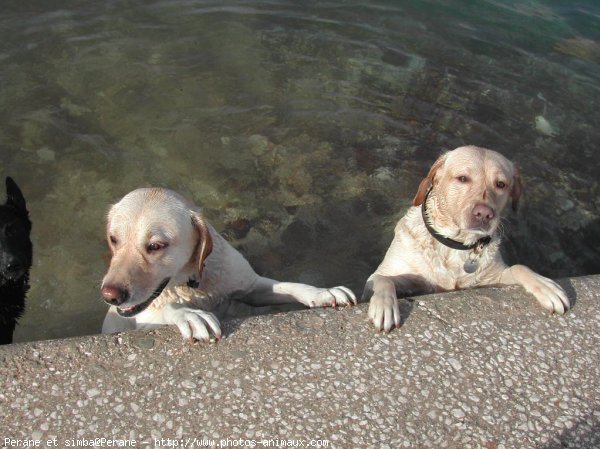 Photo de Labrador retriever